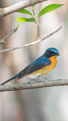 Bird (Tickell's Blue Flycatcher) in nature wild