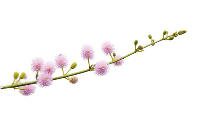 Obraz na płótnie Canvas pink flower on white background