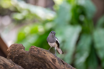 Bird (Oriental magpie-robin) in a nature wild