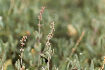 Sea purslane (Halimione portulacoides)