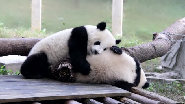 Playful Panda Cub are Playing on the Playground,Chongqing,China