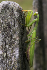 mantis