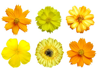 Brightly yellow flowers collection White background.Clipping paths.