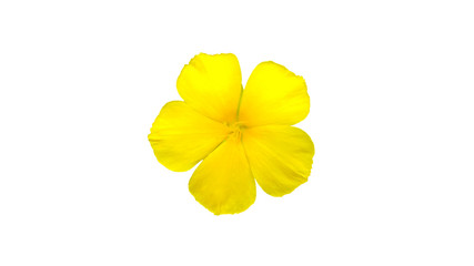 The brightly yellow flowers White background.Clipping paths