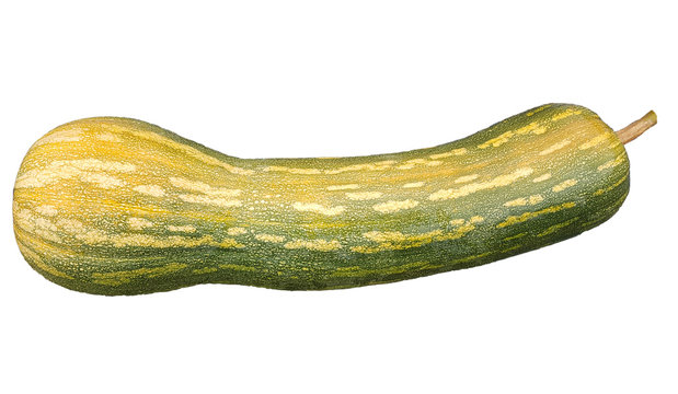 Piena di Napoli, Kuerbis, Speisekuerbis, Cucurbita pepo