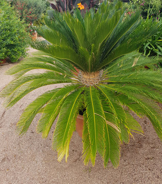 Sagopalmfarn Japanischer, Palmfarn, Cycas revoluta