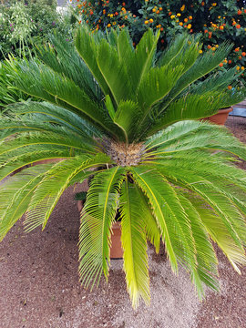 Sagopalmfarn Japanischer, Palmfarn, Cycas revoluta