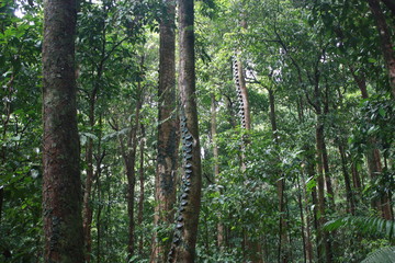 Nature of World Heritage Listed Daintree Rainforest, Australia