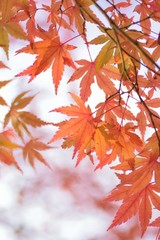 Nature background of changing color Japanese Autumn Maple leaves in sunshine