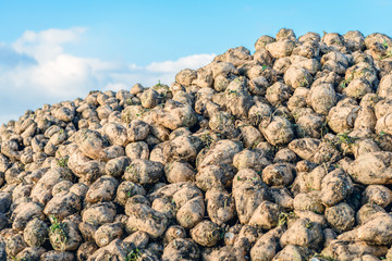 Freshly harvested sugar beets on a big heap