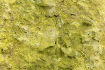 Green algal mats