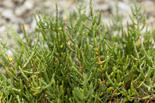 Common glasswort (Salicornia europaea)