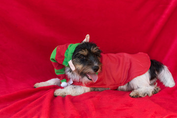 Jack Russell - dog dressed as a goblin