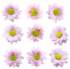 Collection of  Flower on white background, pink flower