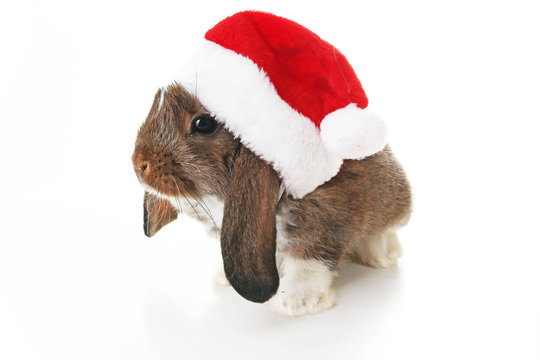 Christmas rabbit. Celebrate holiday with Christmas bunny. Rabbit waering Santa Claus hat. Isolated white studio background. Christmas pet lop.