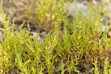 Common glasswort (Salicornia europaea)