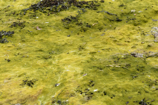 Green algal mats