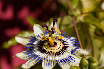Common passion flower (Passiflora caerulea)