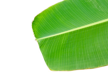 Green  banana leaf Isolated on white  background
