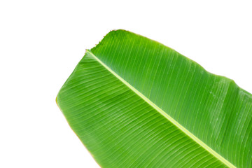Green  banana leaf Isolated on white  background