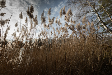 Schilflandschaft im Herbst