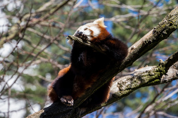 Fototapeta premium Red panda or ailurus fulgens
