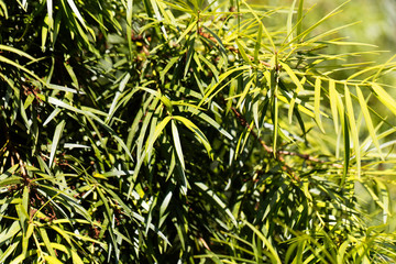 Willow leaf podocarp (Podocarpus salignus)