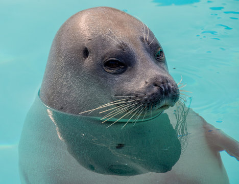 Cute seal in the water