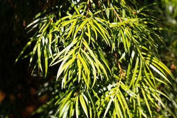 Fototapeta premium Willow leaf podocarp (Podocarpus salignus)