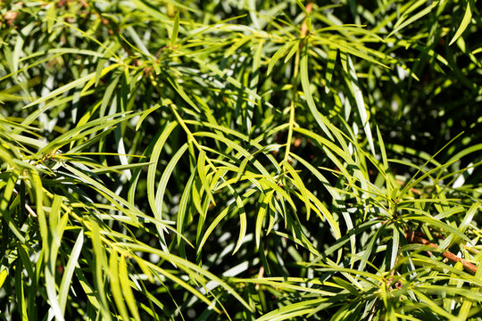 Willow leaf podocarp (Podocarpus salignus)