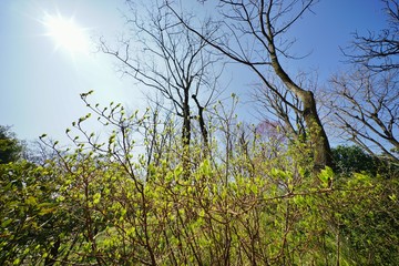 Fototapete bei efototapeten.de bestellen   