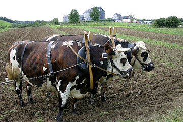 Feldarbeit auf einem Bauernhof