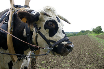 Feldarbeit auf einem Bauernhof