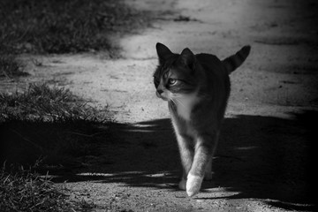 tough cat walks in shadow