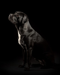 Portrait of a Cane Corso dog breed on a black background. Italian mastiff puppy.