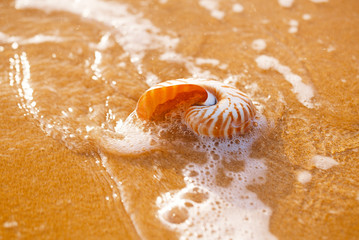 seashell nautilus on sea beach with waves under sunrise sun light