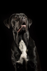 Portrait of a Cane Corso dog breed on a black background. Italian mastiff puppy.
