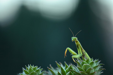 Green Mantis On A Plant