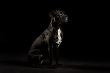 Portrait of a Cane Corso dog breed on a black background. Italian mastiff puppy.