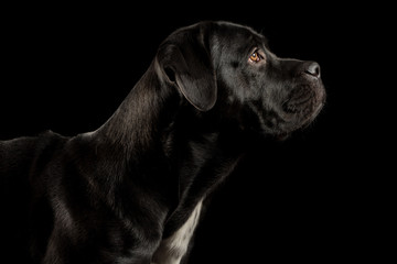 Portrait of a Cane Corso dog breed on a black background. Italian mastiff puppy.