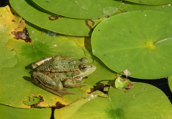 Rana so. Frog Sitting on a Water Lily leaf