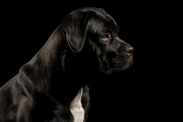 Fototapeta na wymiar Portrait of a Cane Corso dog breed on a black background. Italian mastiff puppy.