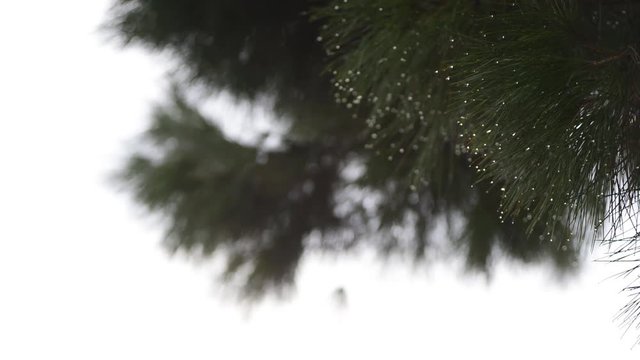 aghi di pino marittimo dopo un temporale