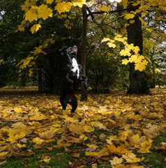 Portrait of a Cane Corso dog breed on a nature background. Dog playing on the grass with colored leaves in autumn. Italian mastiff puppy.