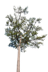 isolated pine tree on white background