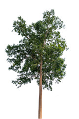 Fototapeta premium Isolate big tree on white background.