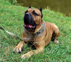 Dog on green grass close-up. Summer
