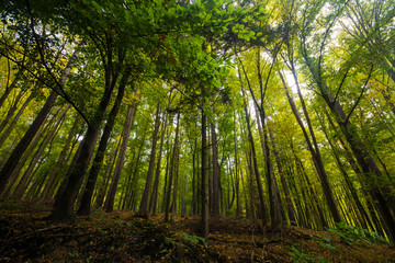 Fototapeta na wymiar Botom up view on trees in sunny autumn day in little Carpathian forest, Slovakia, Europe