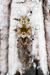 Close up Cicada stick on tree at the forest