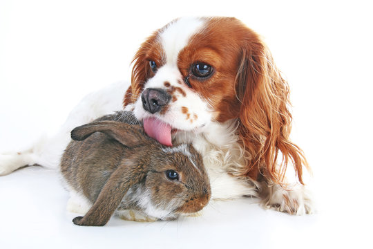 Dog and rabbit together. Animal friends. Rabbit bunny pet white fox rex satin real live lop widder nhd dwarf dutch with cavalier king charles spaniel dog. Christmas animals Valentines day pet concept